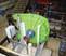 Planetary gearboxes for driving peristaltic pumps