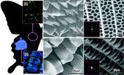 Novel Photoanode Structure