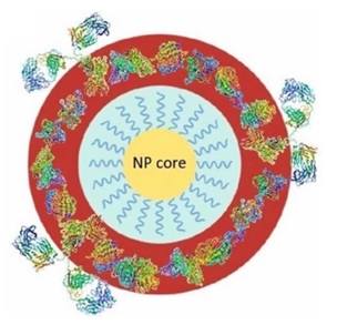 Proposed complex core–shell model used for the analysis of the particle diameter by Differential Centrifugal Sedimentation (DCS) for polymer functionalised inorganic nanomaterial forming the NP-biomolecular corona complexes