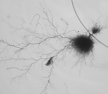 An electrical tree, which is a major electrical breakdown mechanism of insulation plastic. Fullerenes prevent electrical trees from forming by capturing electrons that would otherwise destroy chemical bonds in the plastic An electrical tree, which is a major electrical breakdown mechanism of insulation plastic. Fullerenes prevent electrical trees from forming by capturing electrons that would otherwise destroy chemical bonds in the plastic
